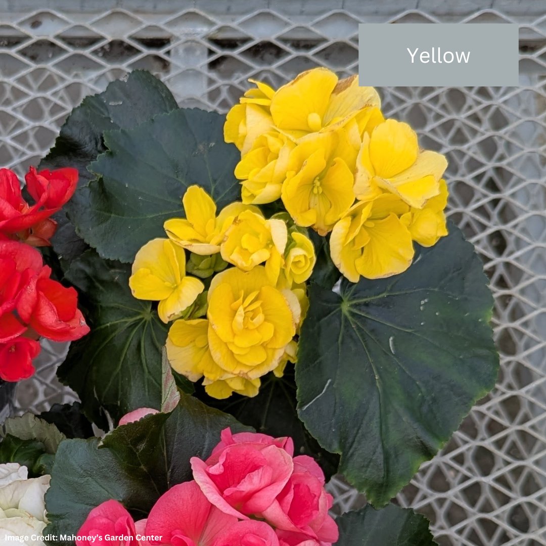 Begonia Rieger – 4″ / 4.5″